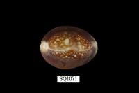 藏品(雪山寶螺)的圖片